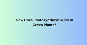 How Does Photosynthesis Work in Green Plant?