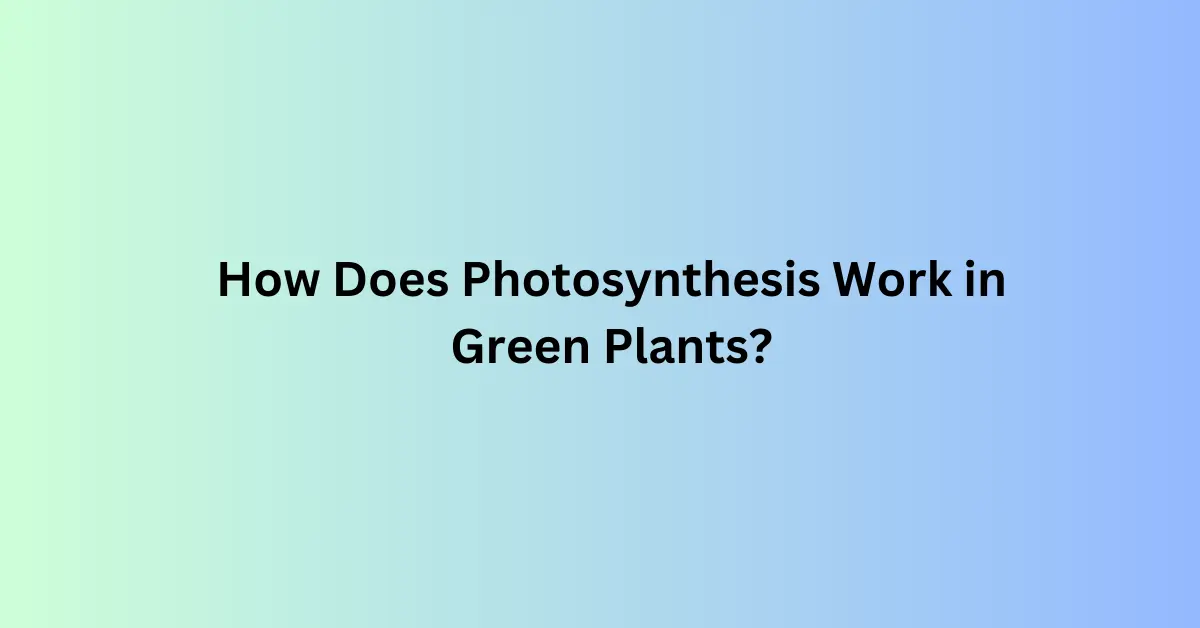 How Does Photosynthesis Work in Green Plant?