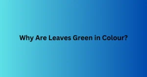 Why Are Leaves Green in Colour?