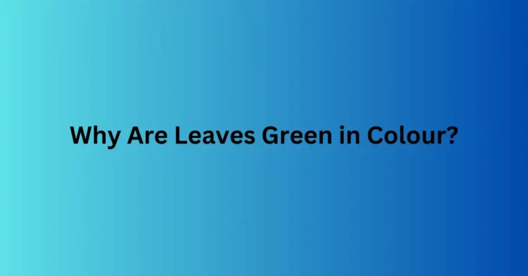 Why Are Leaves Green in Colour?