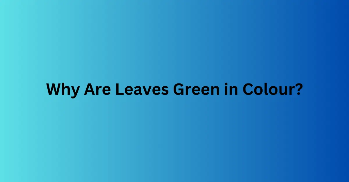 Why Are Leaves Green in Colour?