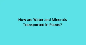 How are Water and Minerals Transported in Plants?