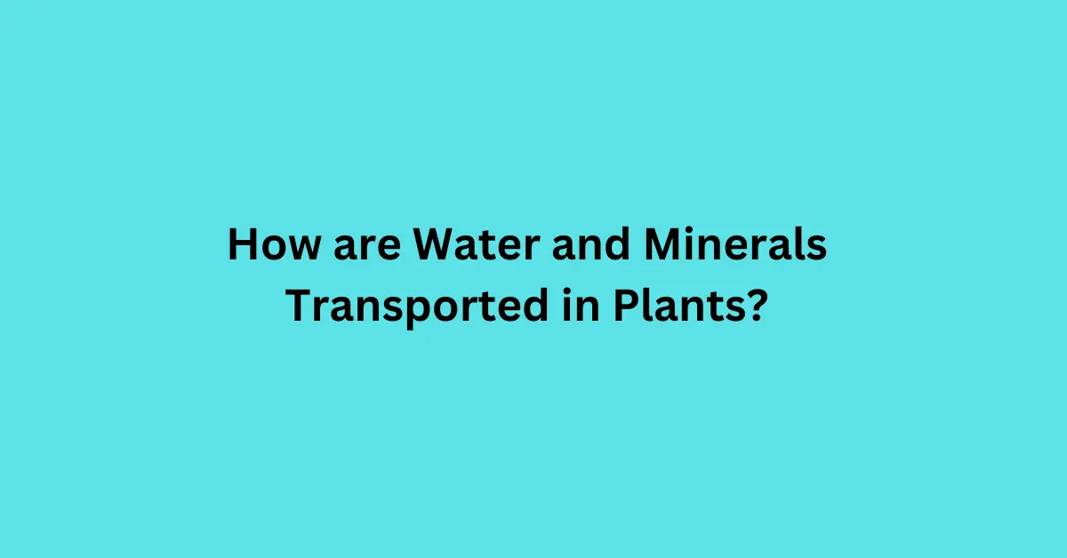 How are Water and Minerals Transported in Plants?