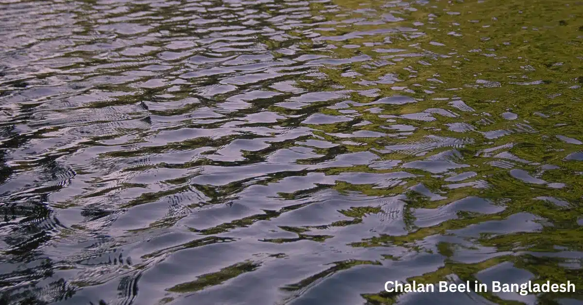 Discovering Chalan Beel in Bangladesh